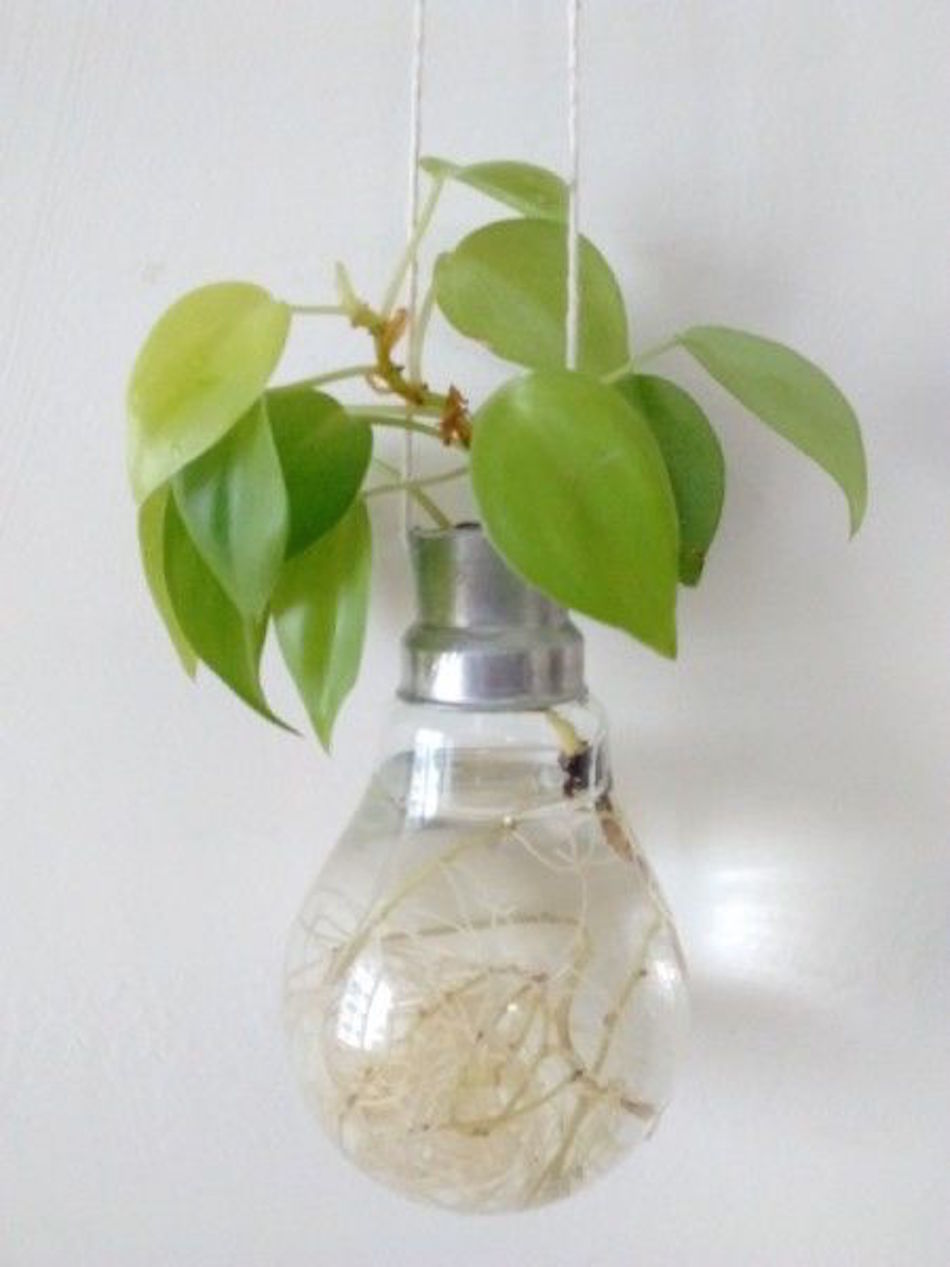 light-bulb-plant.jpg