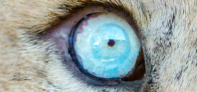 lion-eyes.jpg