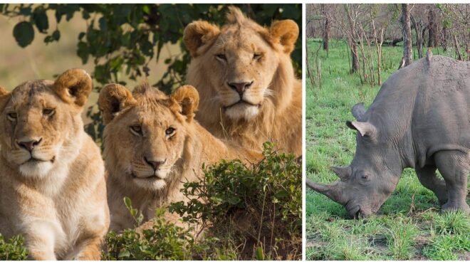lions-rhino