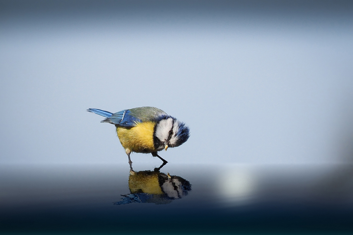 littlebird.jpg