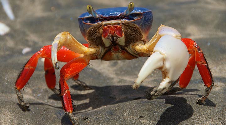 live-costa-rica-halloween-crab.jpg