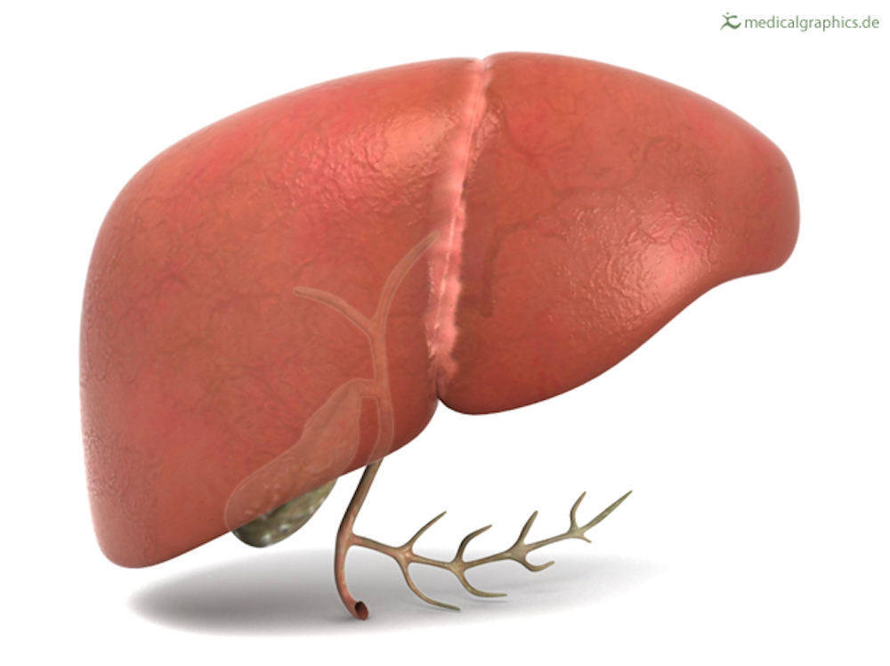 liver (front) with gallbladder