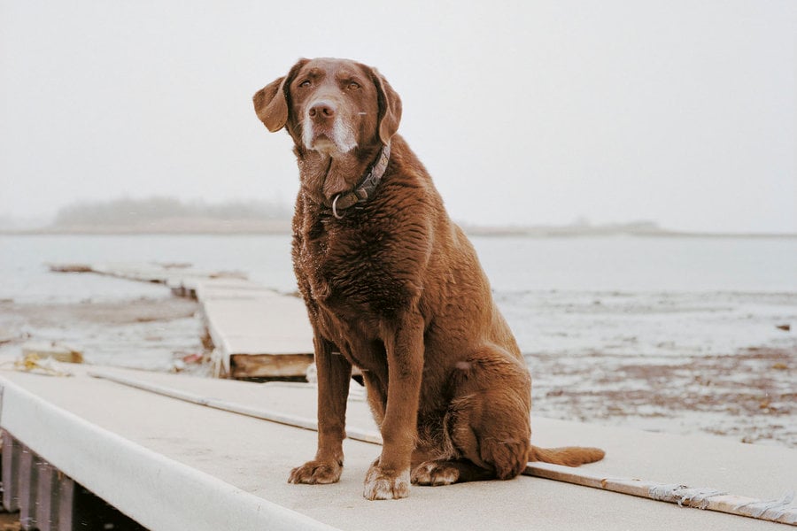 livesDOGS-slide-4H1Z-custom1.jpg livesDOGS-slide-4H1Z-custom1.jpg