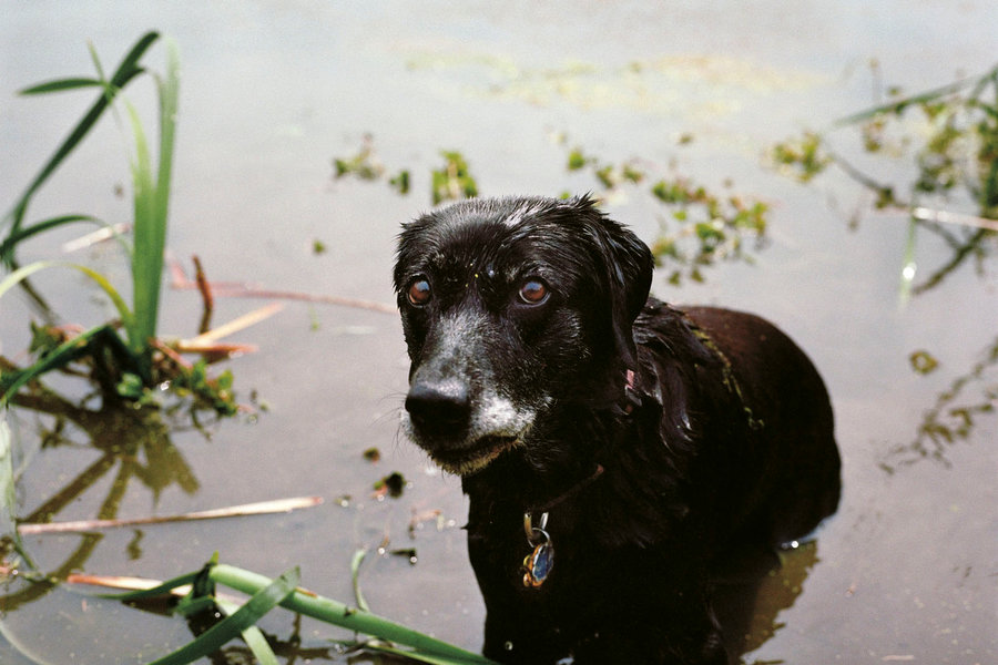 livesDOGS-slide-JCOC-custom1.jpg