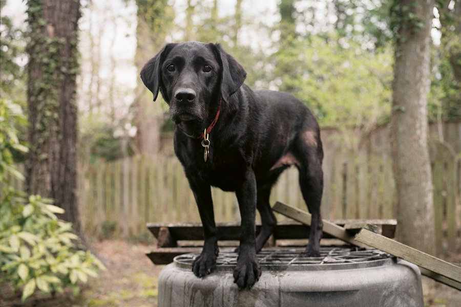 livesDOGS-slide-KPCW-custom1.jpg