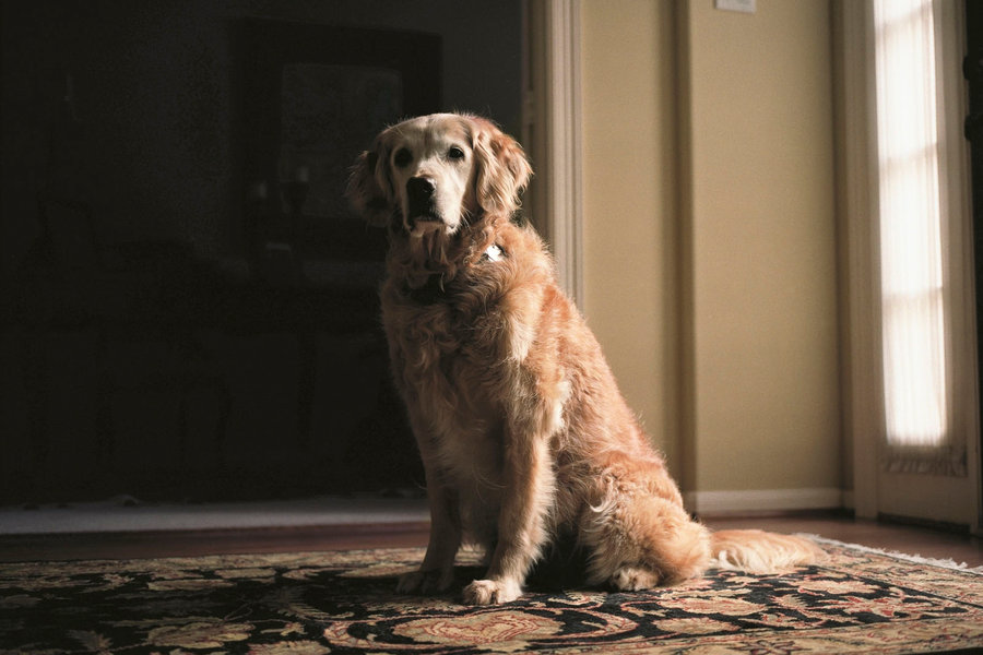 livesDOGS-slide-LW8X-custom1.jpg