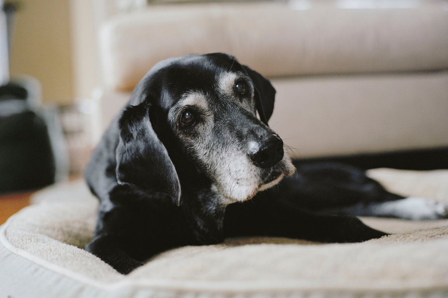livesDOGS-slide-Q71Z-custom1.jpg