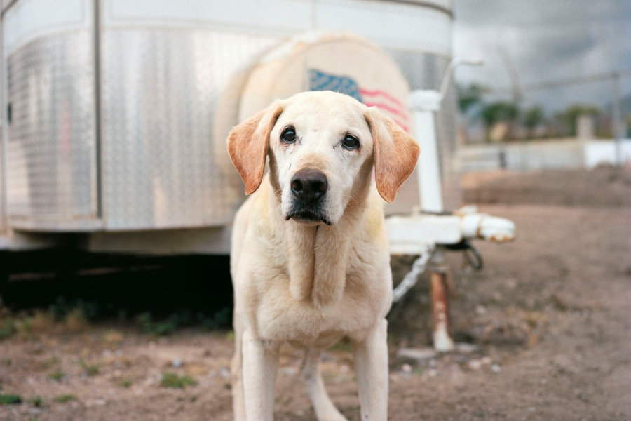 livesDOGS-slide-RJ3C-custom1.jpg