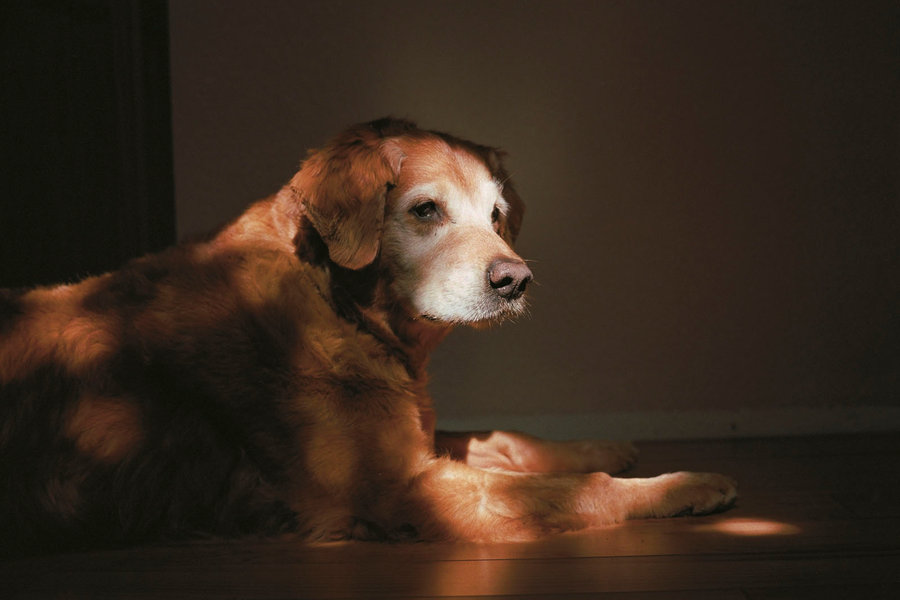 livesDOGS-slide-XYSW-custom1.jpg