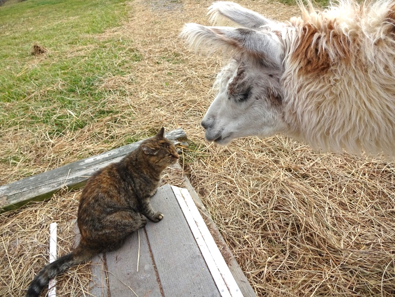 llamaandcat_c.jpg