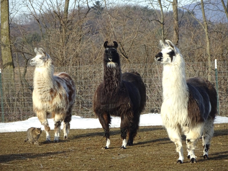 llamaandcat_g.jpg