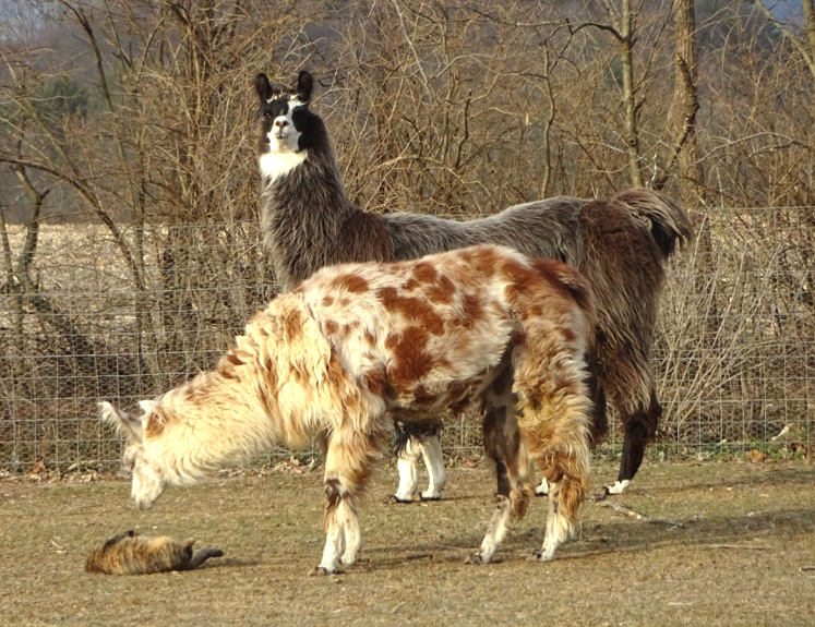 llamaandcat_h.jpg