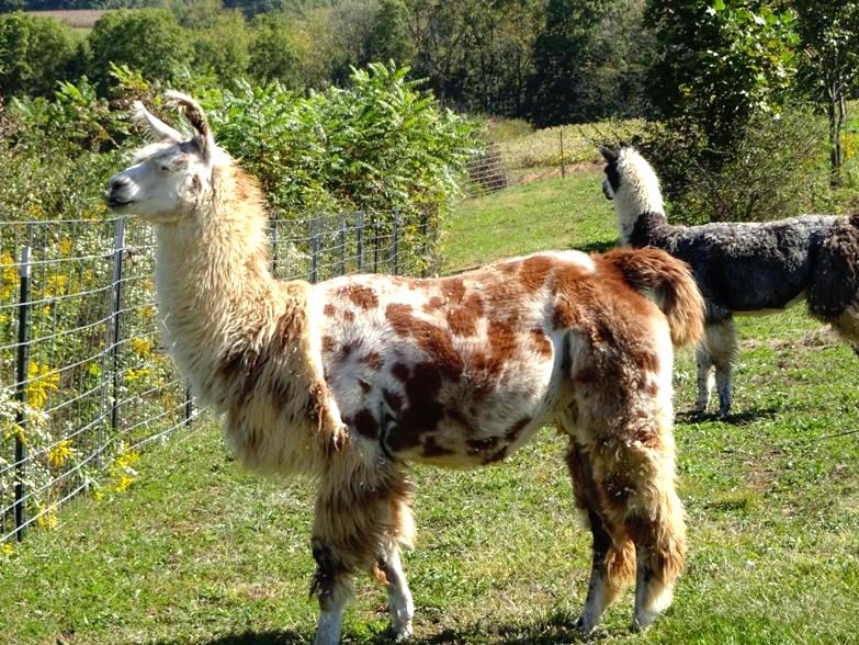 llamaandcat_k.jpg