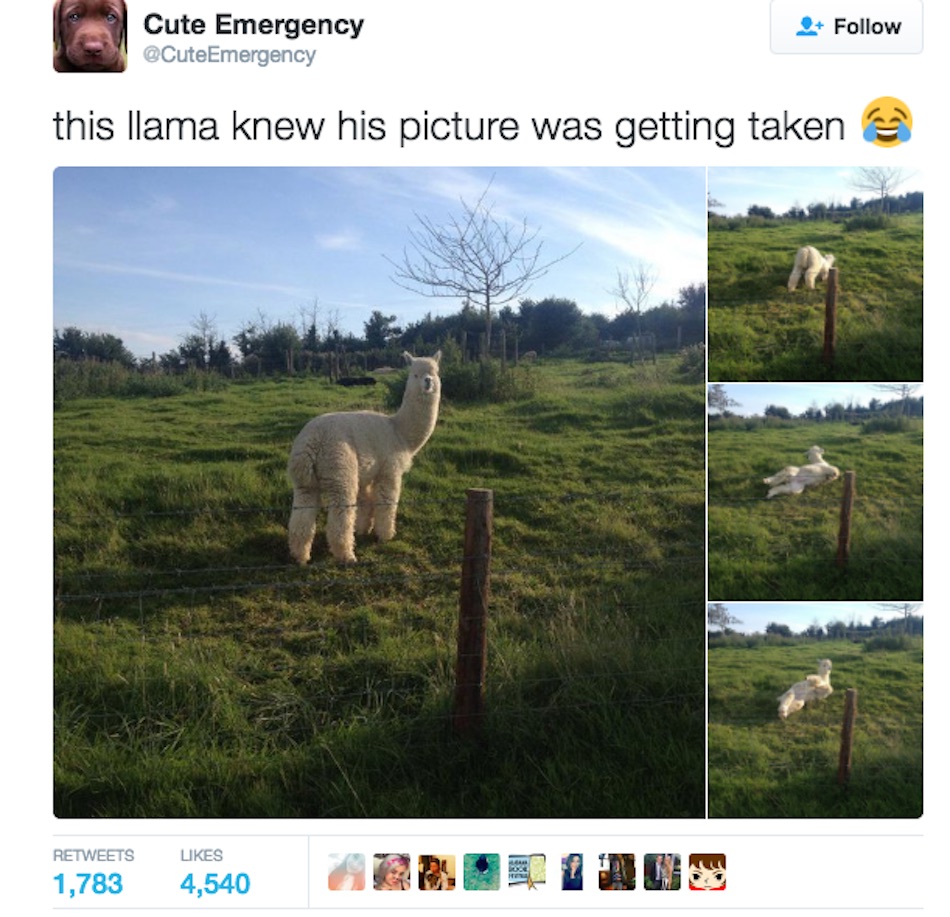 llamama.jpg