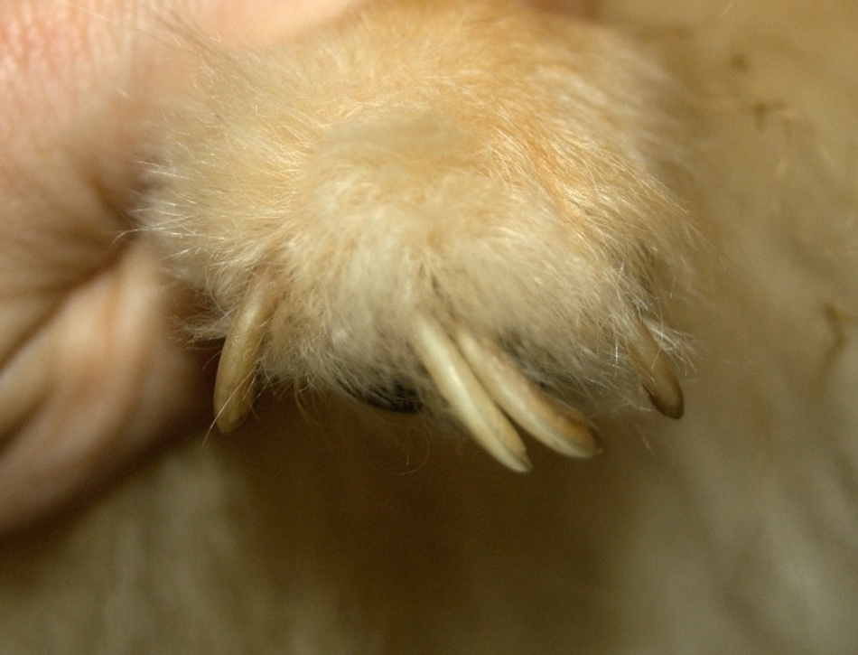 long-dog-toenails.jpg