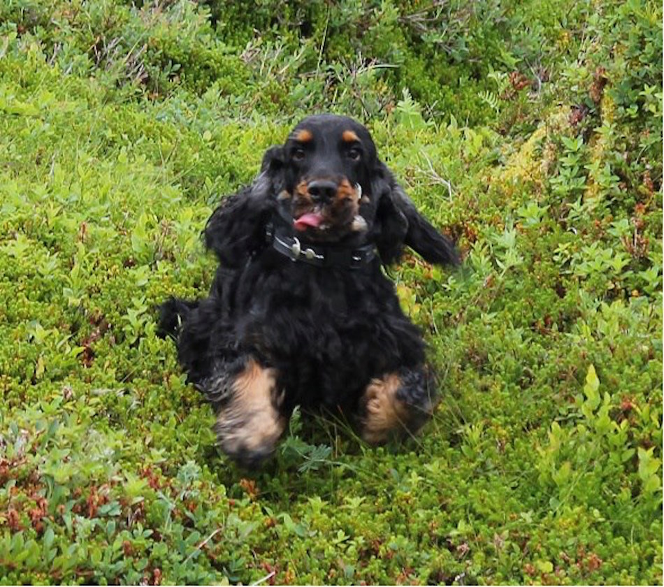 long-haired-dachshund.jpg