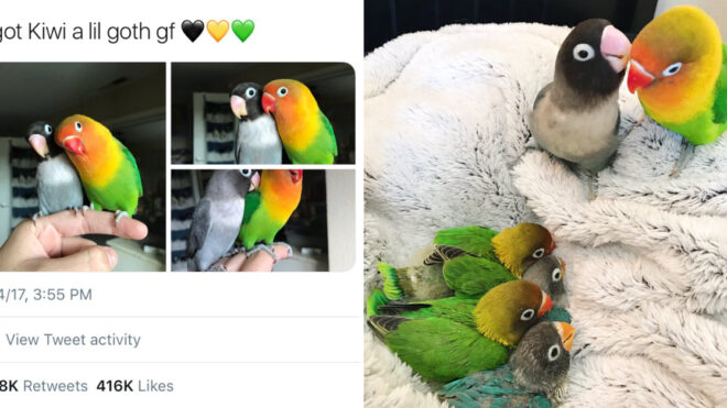 lovebird