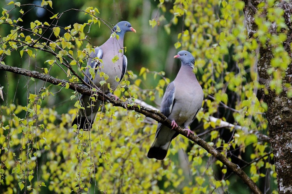 lovebirds_pair_couple_whisper_sweet_nothings_love_animals_birds_fly-728022.jpg