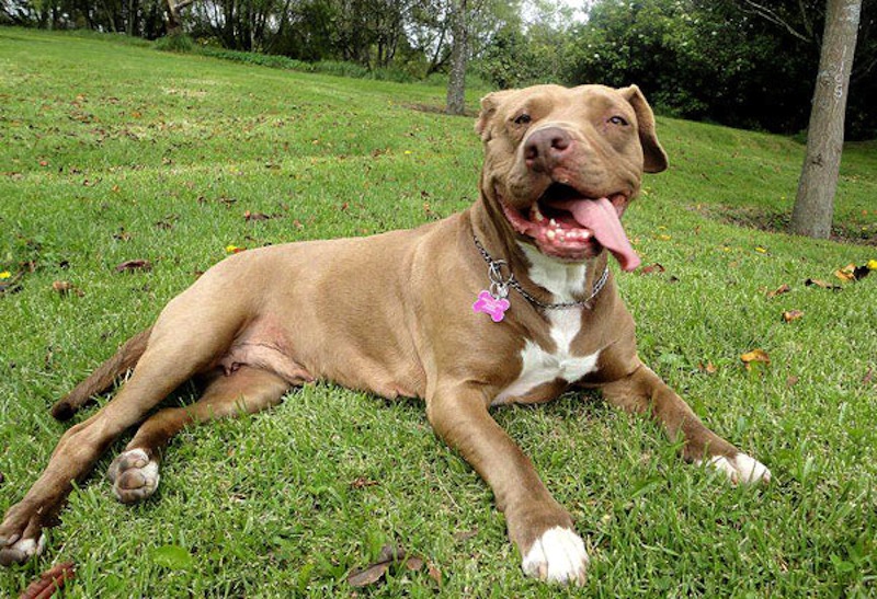 lucy-pit-bull-01.jpg