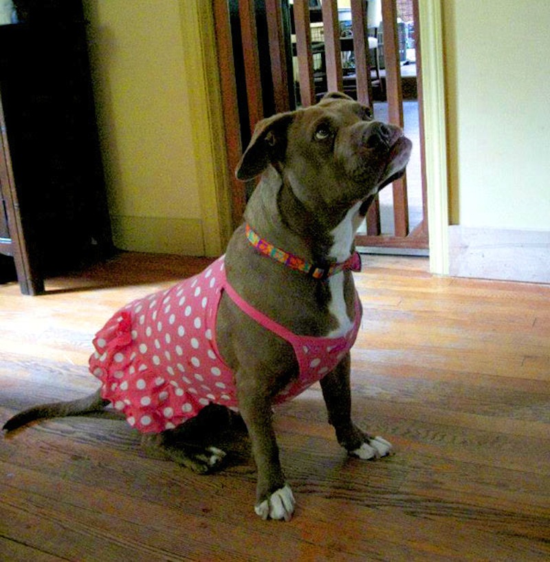 lucy-pit-bull-apron.jpg