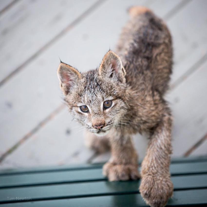 lynx-4.jpg