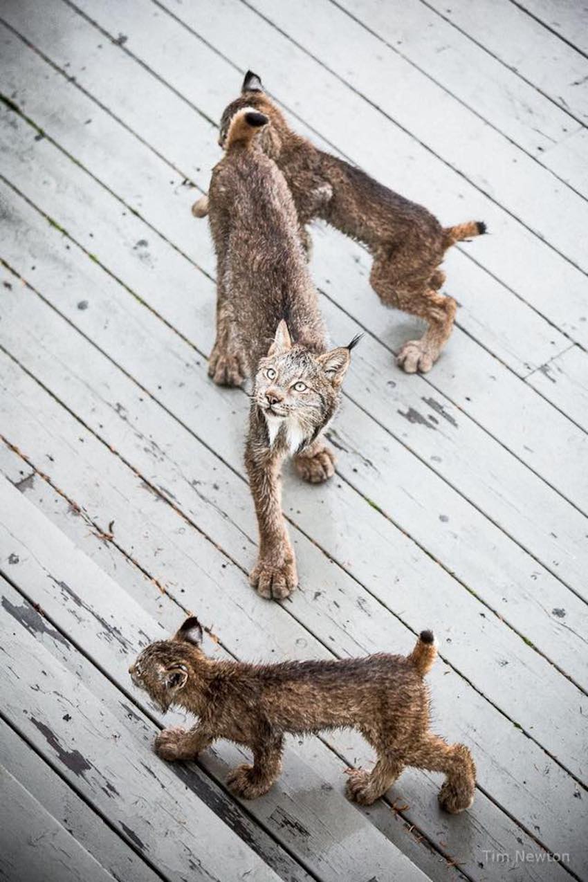 lynx-7.jpg