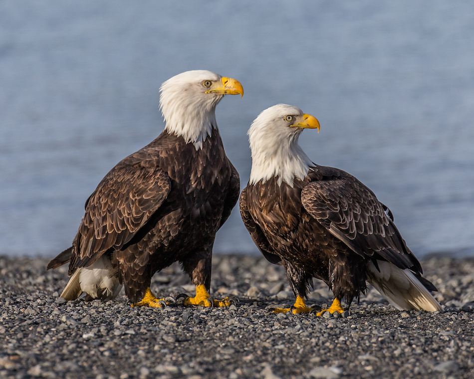 male-female-bald-eagle.jpg