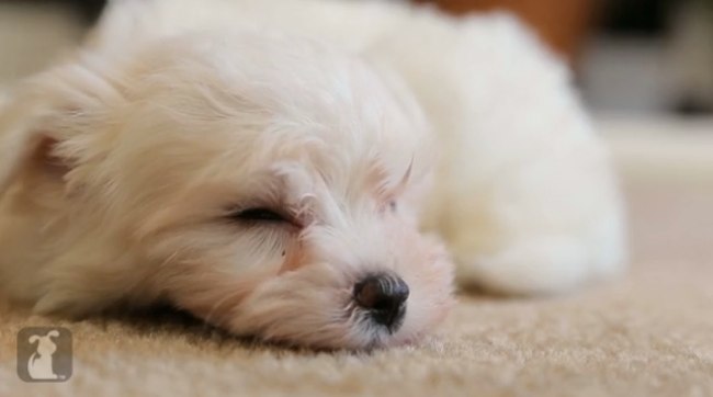 maltese-puppy-sleeping.jpg