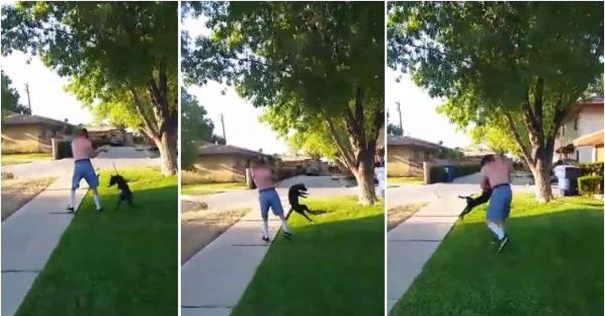 man-slams-dog-on-concrete