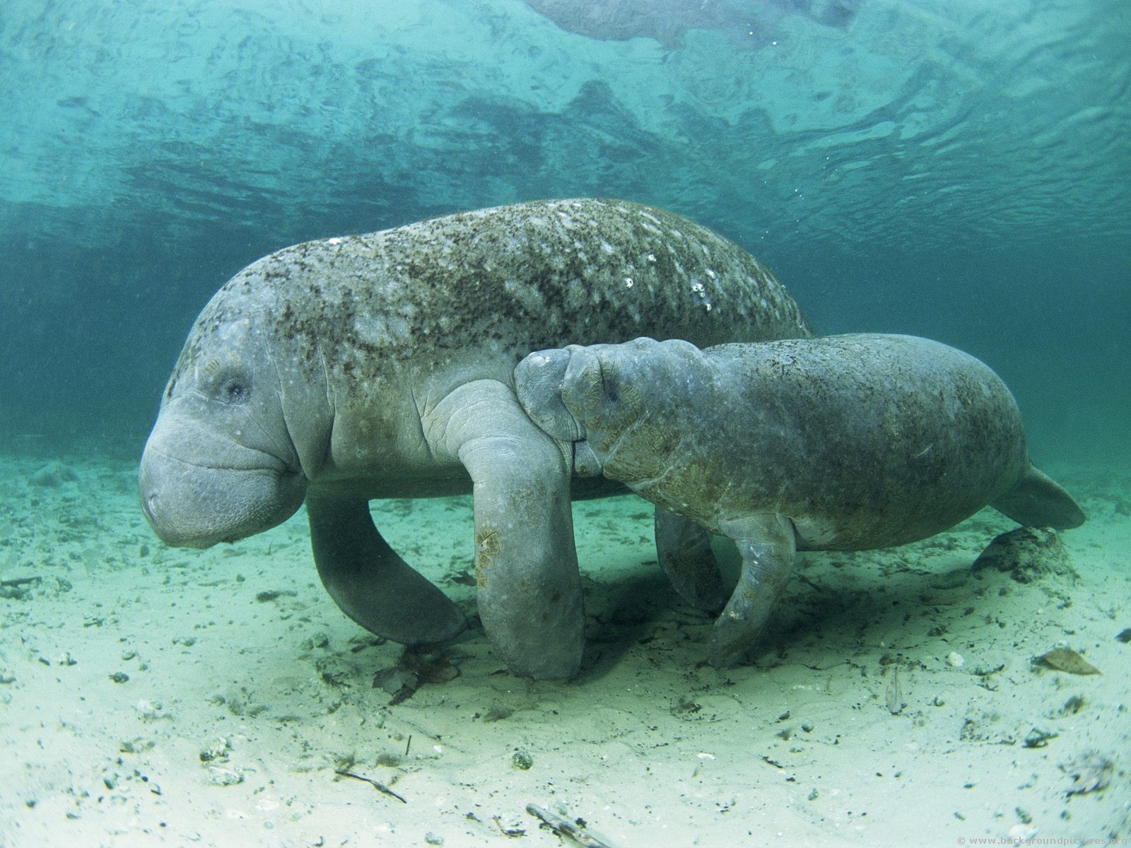 manatee-6.jpg