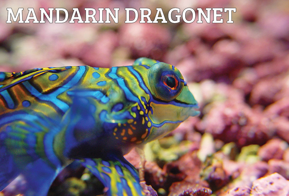 mandarin-dragonet.jpg