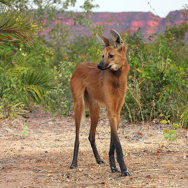 maned-wolf.jpg