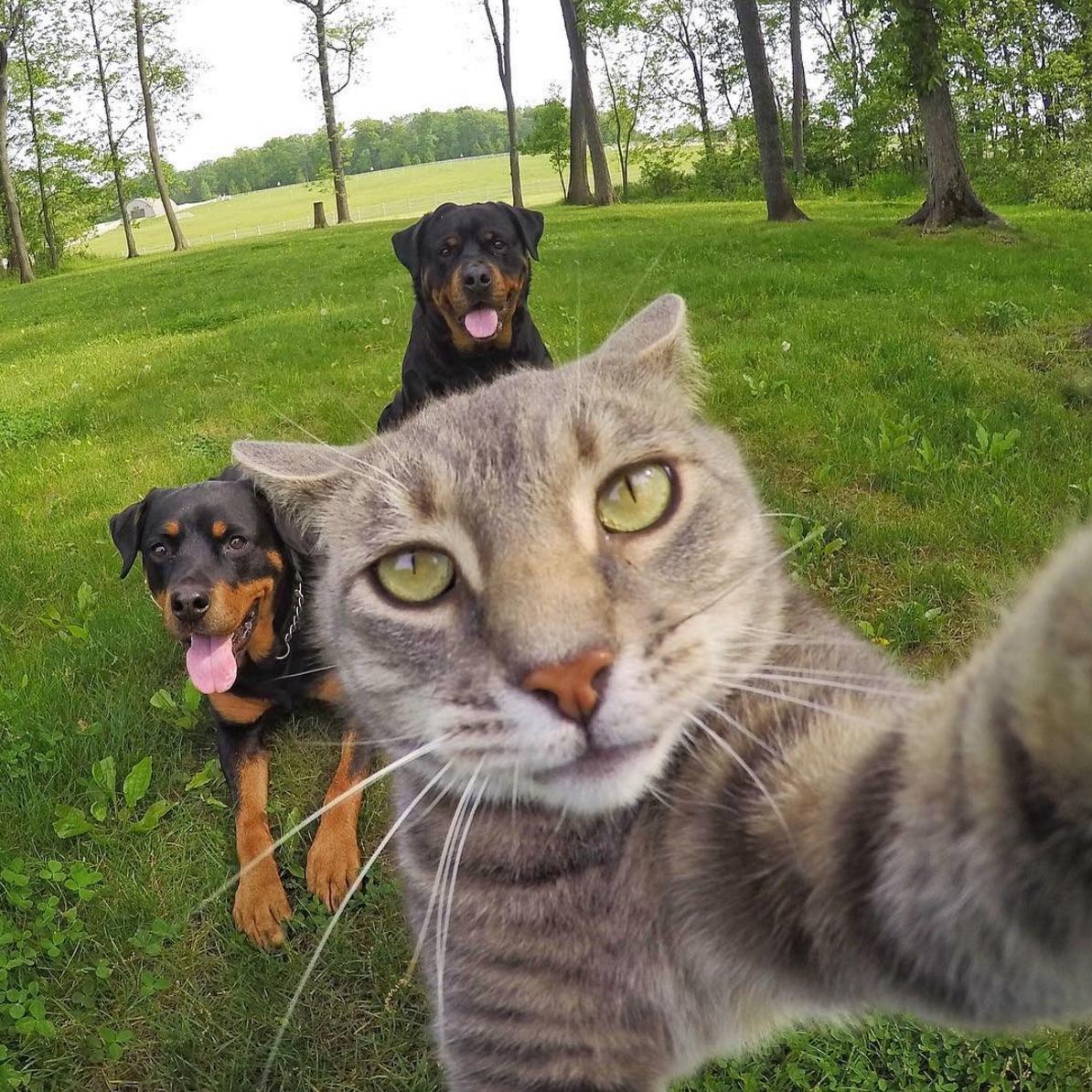 manny-the-selfie-cat.jpg