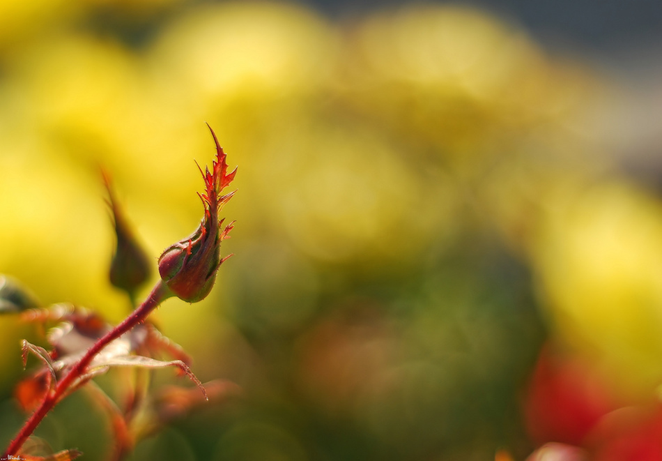 maple-leaf-bud-dye.jpg