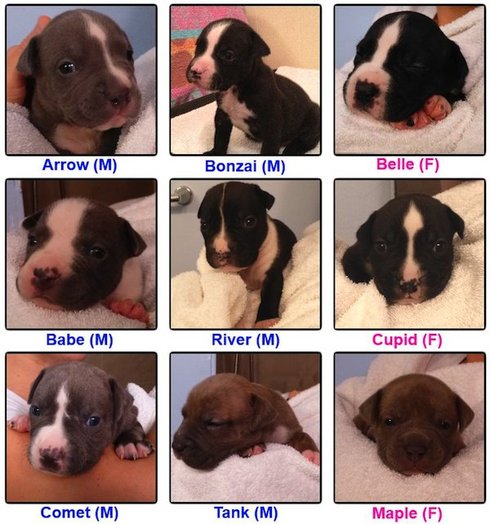 mary-puppies-names.jpg