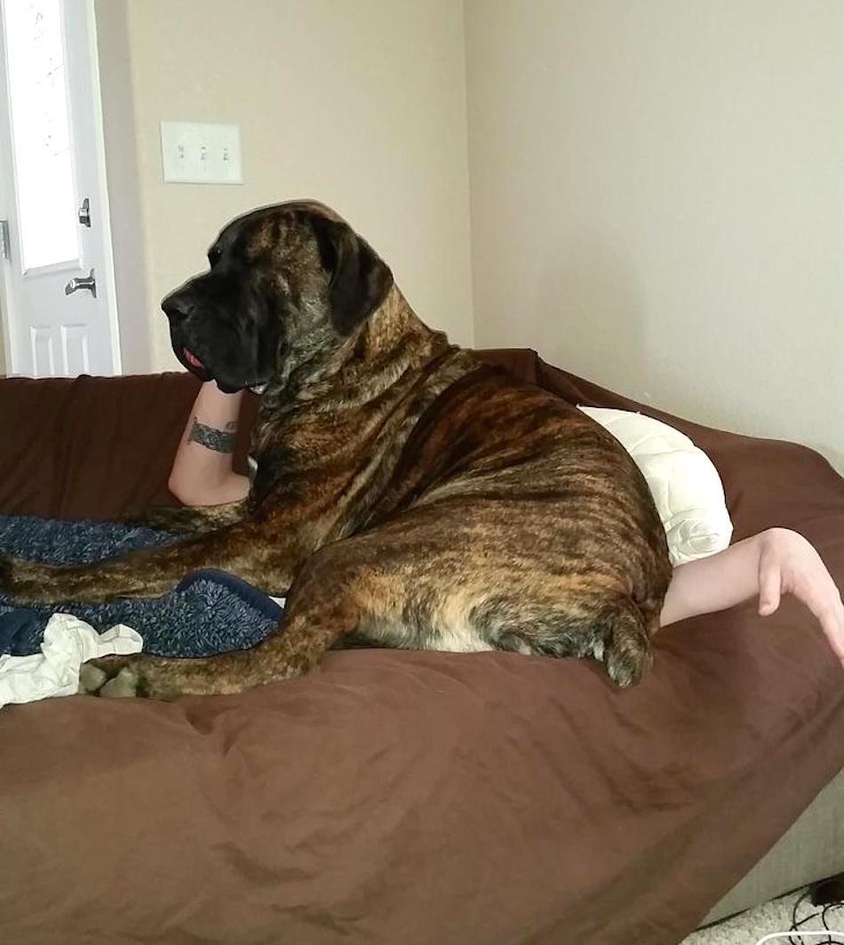 mastiff.jpg