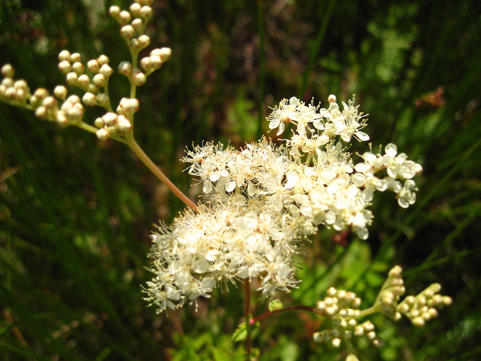 meadowsweet-black-dye.jpg