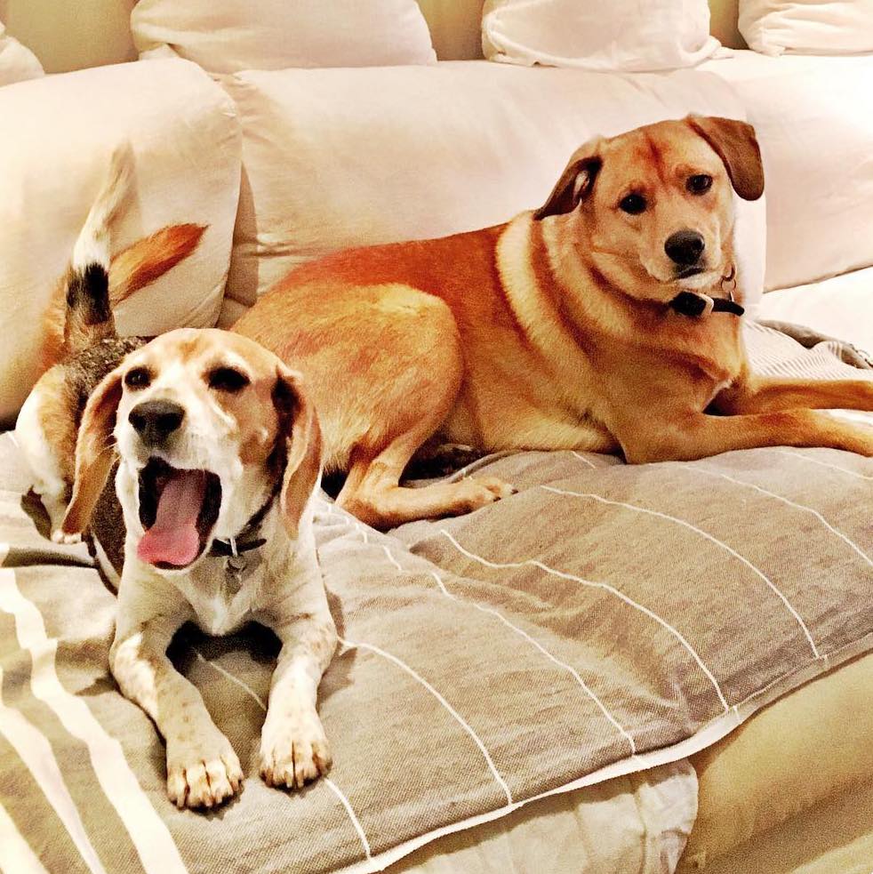 meghan-dogs.jpg