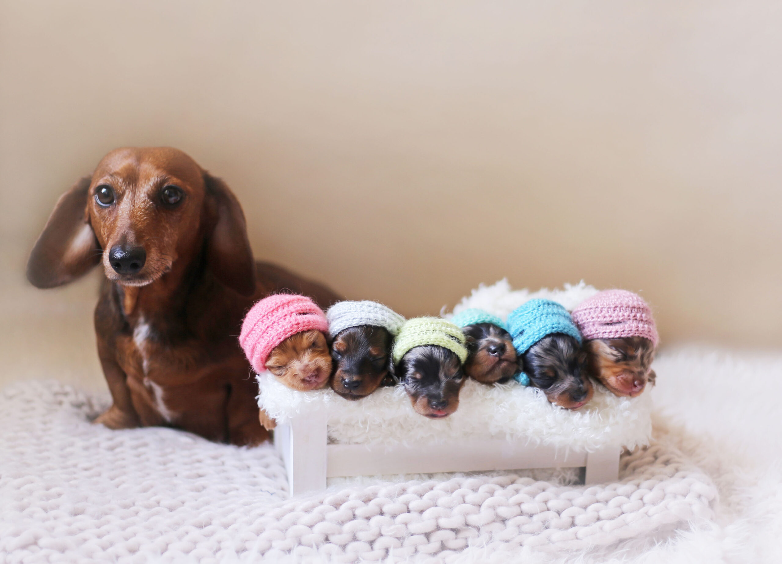 Dachshund Puppies Pose In A Newborn Photoshoot