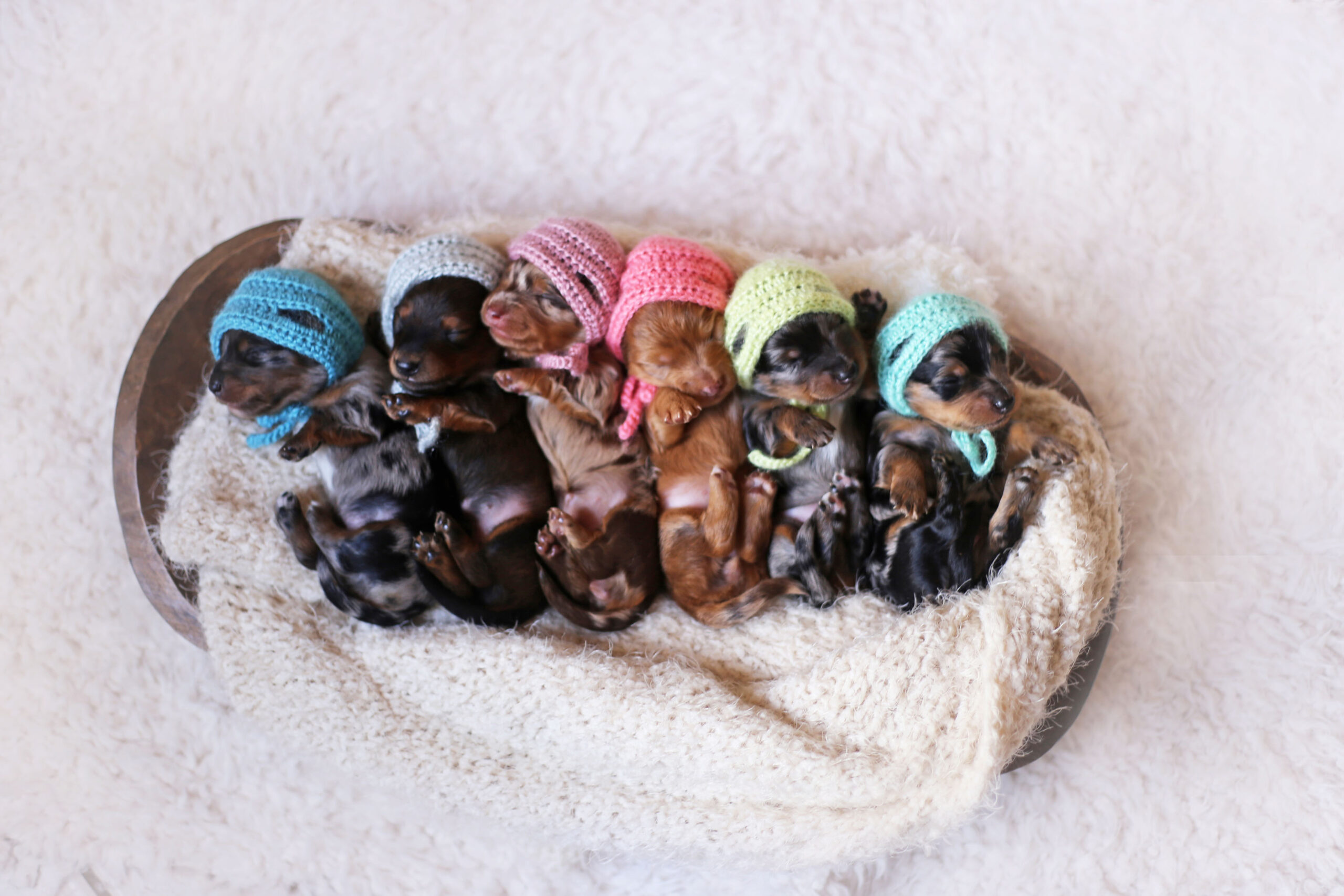 Dachshund Puppies Pose In A Newborn Photoshoot