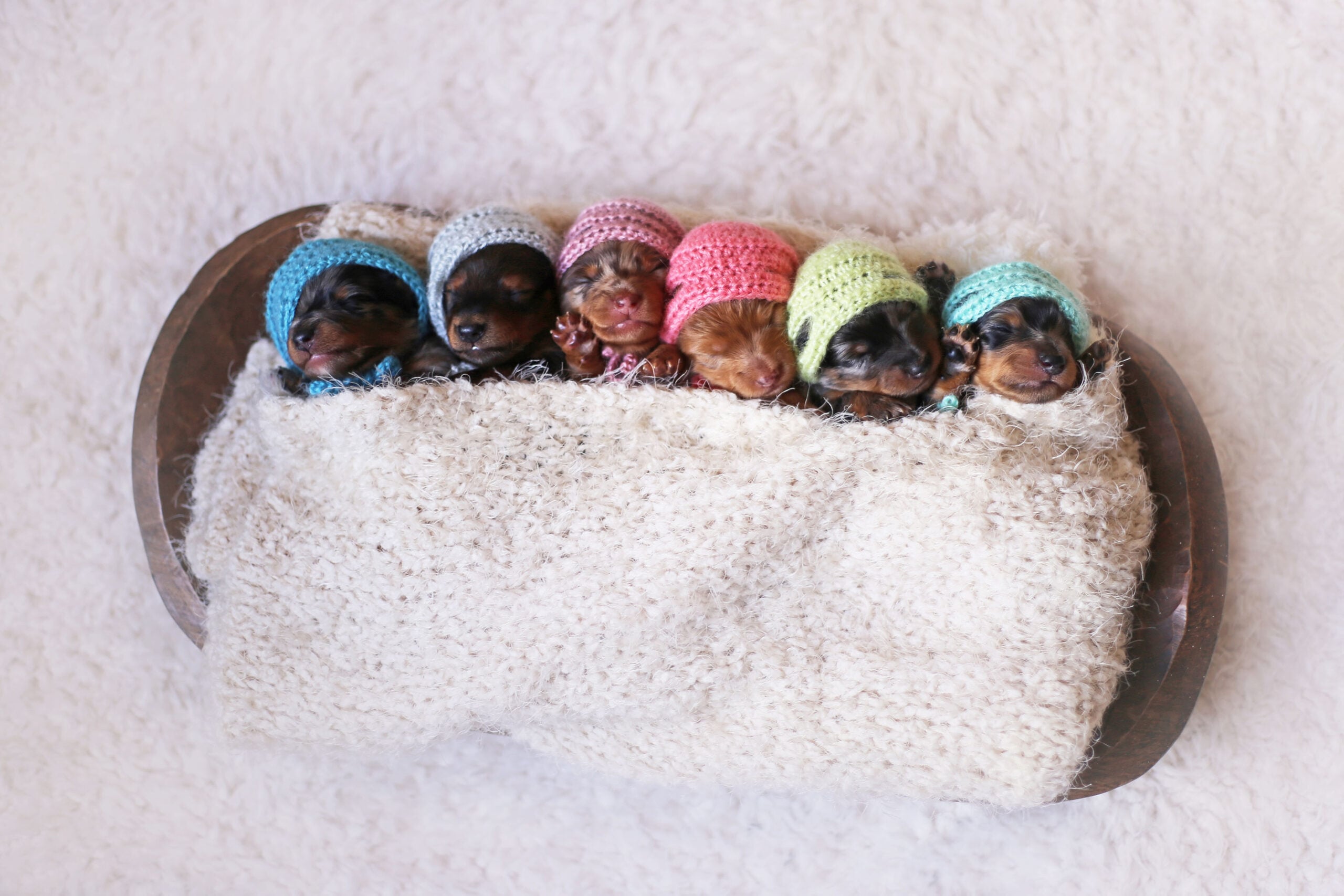 Dachshund Puppies Pose In A Newborn Photoshoot