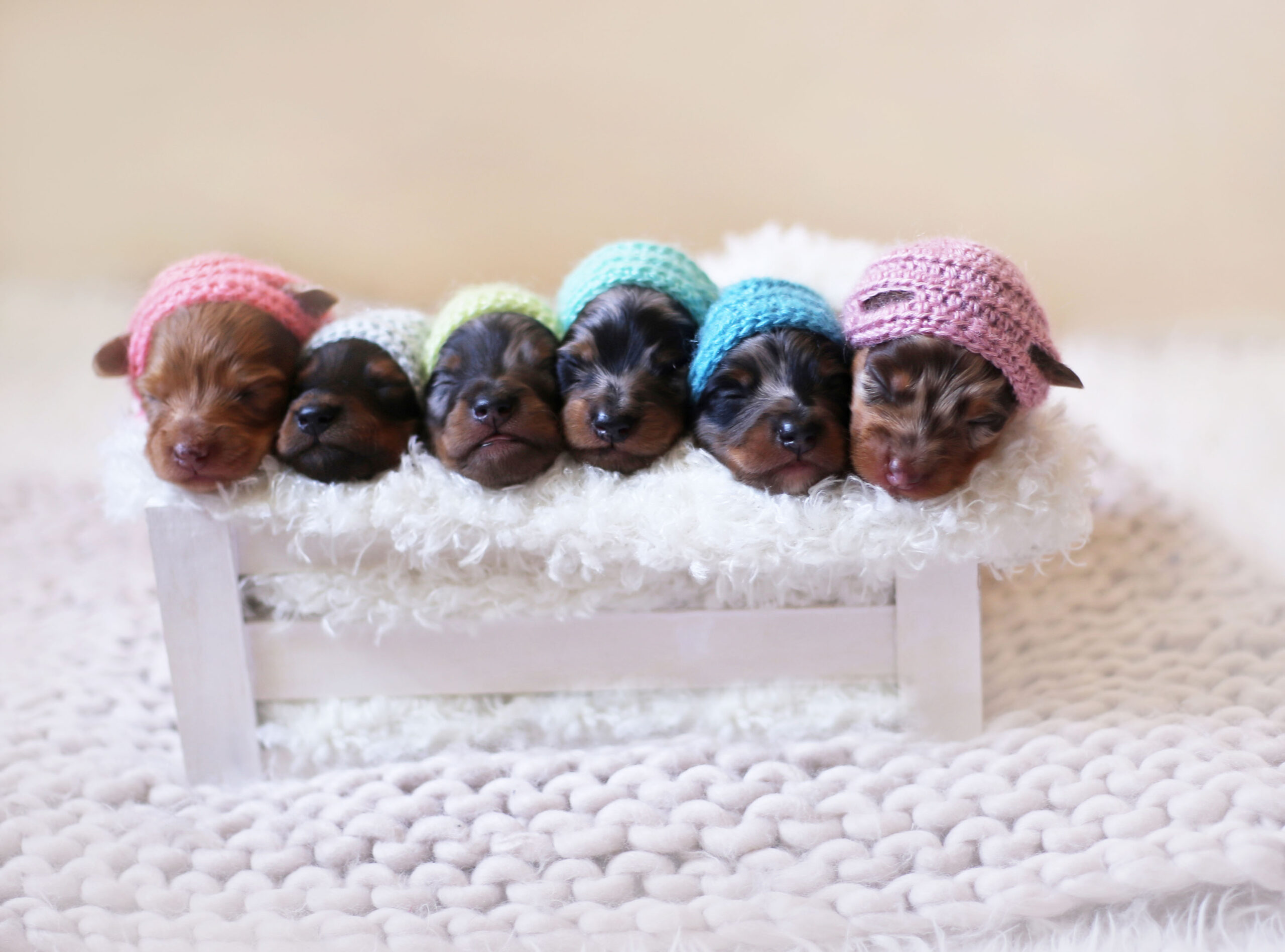 Dachshund Puppies Pose In A Newborn Photoshoot