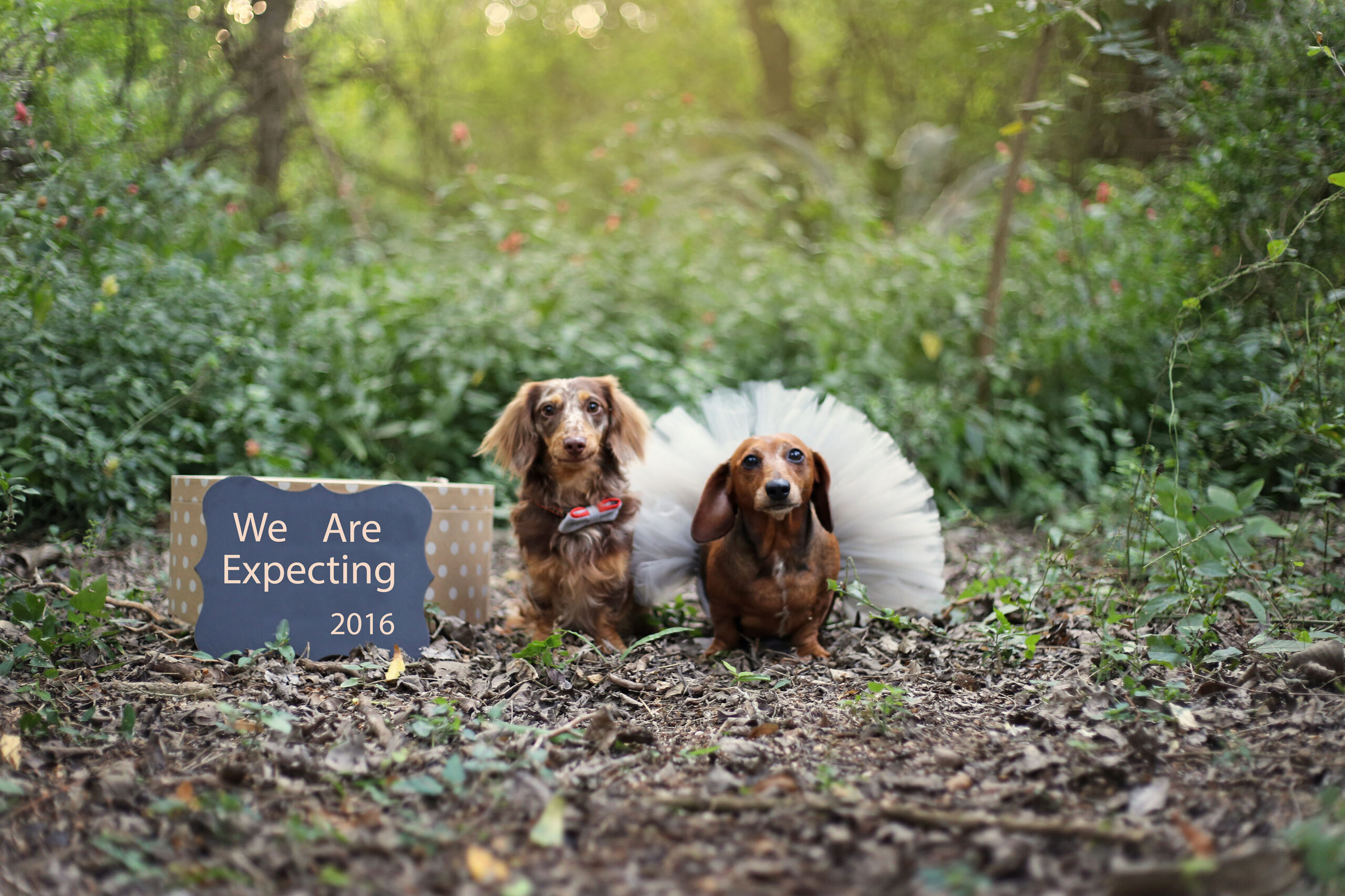 Dachshund Puppies Pose In A Newborn Photoshoot