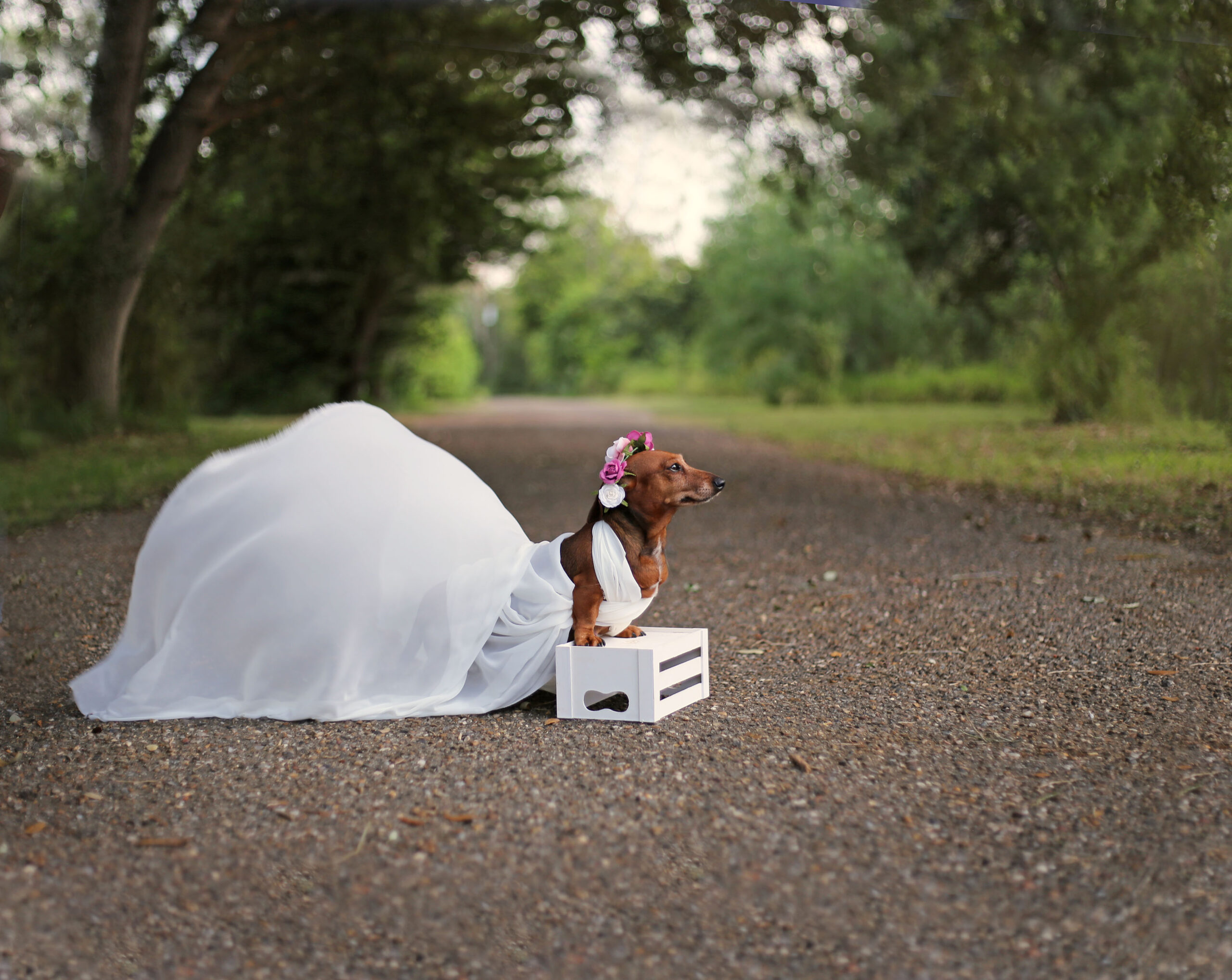 Dachshund Puppies Pose In A Newborn Photoshoot