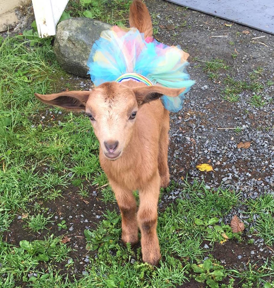 millie-goat-4b.jpg