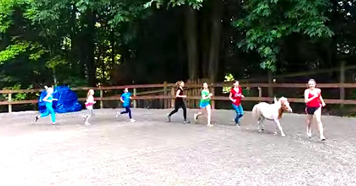 mini horse