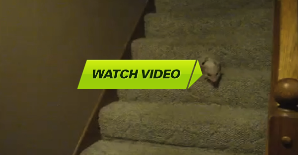 mini pig stairs