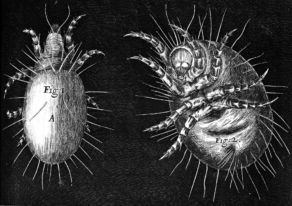 L0000180 Robert Hooke, Micrographia, mites; eggs