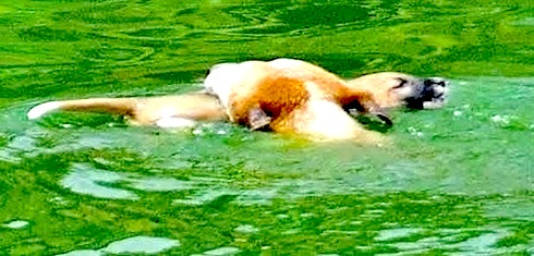 mom-rescue-2.jpg