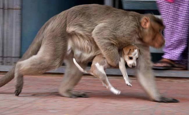 monkey-2-2.jpg
